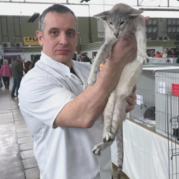 Ross Davies, GCCF judge and Siamese breeder