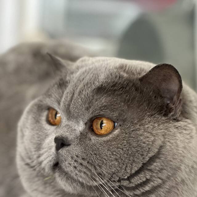 Pedigree cat