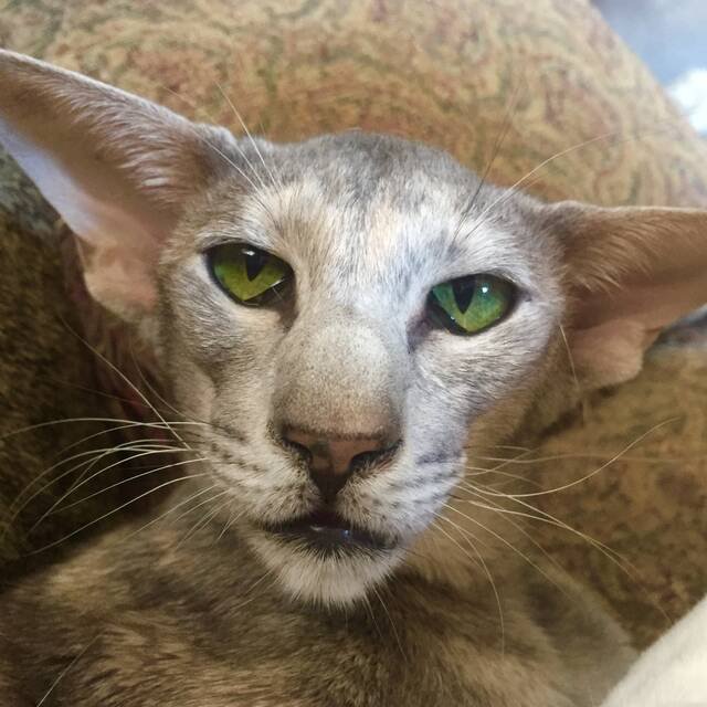 Pedigree cat