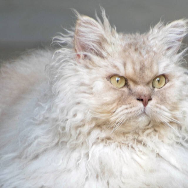 Pedigree cat