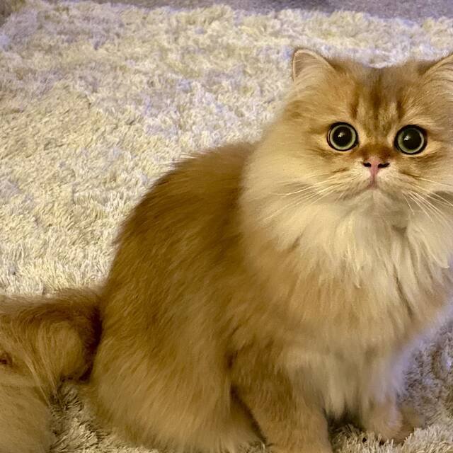 Pedigree cat